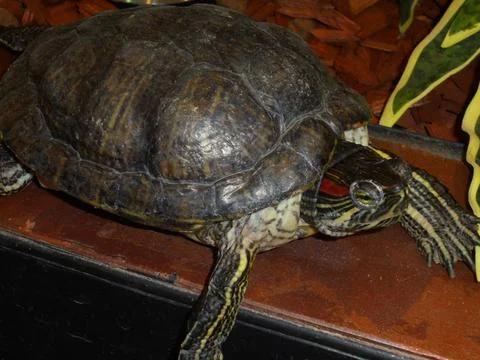 Red-eared slider turtle in indoor terrarium on basking platform Stock Photos
