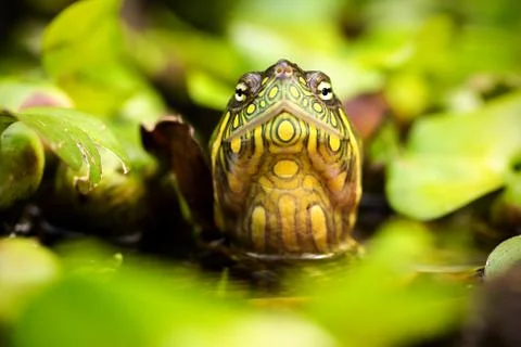 Red eared slider turtle in its natural habitat surrounded by native Foto stock