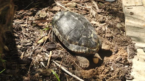 A Red Eared Slider Turtle laying eggs. Stock Footage 130467235
