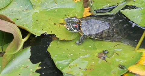 Red eared slider turtle on leaves of water lily in a pond Stock-Footage 203261344
