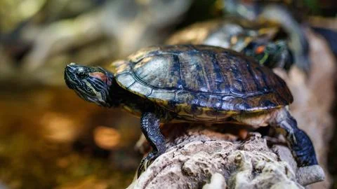 Red-eared slider turtle on a log Stock Photos