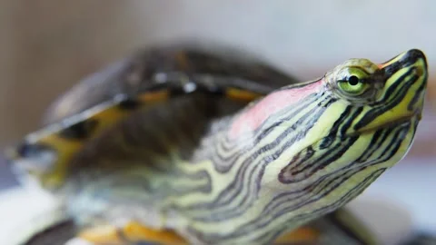 Red Eared Slider Turtle Macro Portrait Close Up. Video stock 335034966