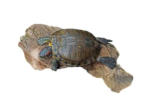 Red Eared Slider Turtle on Old Wood, Clipping Path Stock Photos
