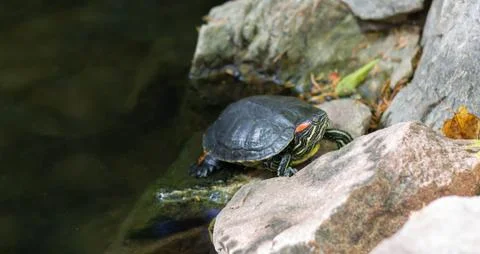 Red-eared slider turtle or trachemys scripta elegans reptile is resting on po Stock Photos