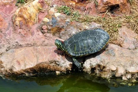 Red-eared slider turtle 写真素材