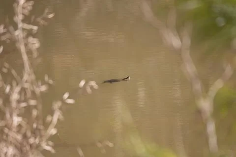 Red-Eared Slider Turtle Stock Photos