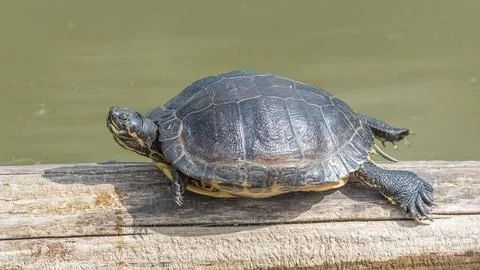 Red eared slider turtle 스톡 사진