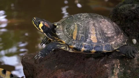 Red-Eared Slider Turtle at the pond Stock Footage 43801422