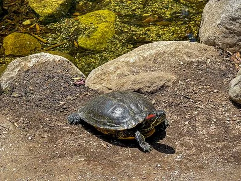 Red-Eared Slider Turtle with Pond in Background Stock Photos