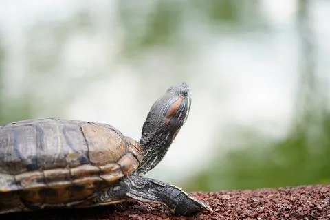 Red Eared Slider Turtle Portrait Close Up Shot Stock Photos
