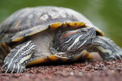 Red Eared Slider Turtle Portrait Close Up Stock Photos
