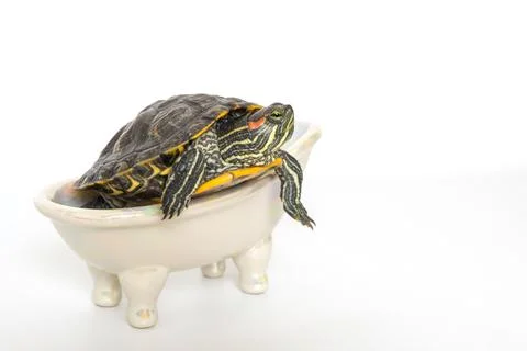 Red-eared slider turtle relaxing on miniature bathtub with white background Stock Photos