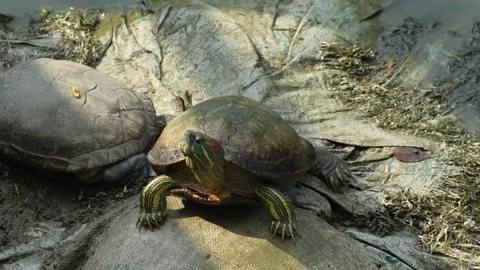 Red-eared slider turtle resting on a log. Stock Footage 265873043
