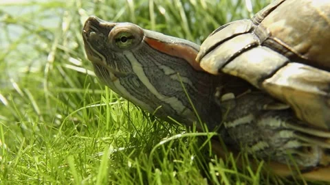 Red-eared slider turtle resting in fresh green grass outdoors Stock Footage 311894552