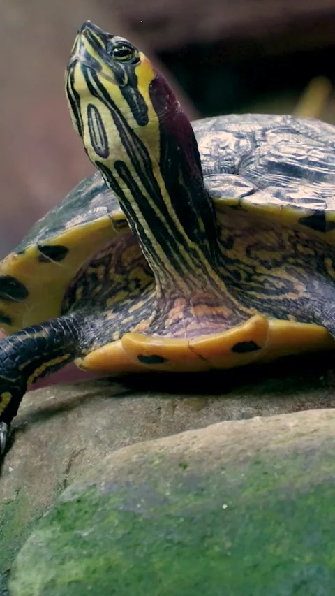 Red eared slider turtle resting on rock Video stock 327110927