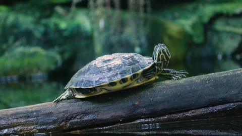 Red-eared slider turtle resting on a log in nature Vídeos de archivo 338153834