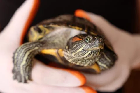 Red-eared slider turtle resting in palms, showing shell, limbs and calm behav Stock Photos