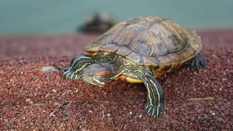 Red-eared Slider Turtle Resting by Pond Edge Stock Photos