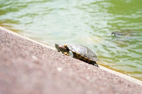 Red-eared Slider Turtle Resting by Murky Green Pond Stock Photos