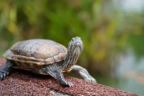 Red Eared Slider Turtle Resting Outdoors Portrait Stock Photos