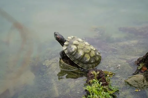 Red Eared Slider Turtle Resting in the Water Stock Photos