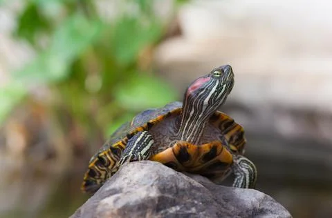 Red-Eared Slider Turtle Resting on a Rock 스톡 사진