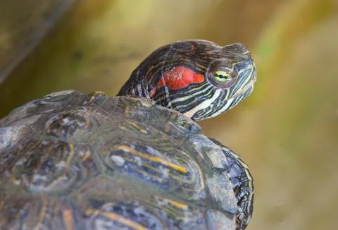 Red-Eared Slider Turtle Resting on a Log in a Pond 스톡 사진