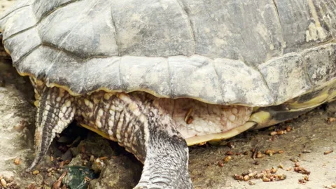 Red-Eared Slider Turtle Rests on Rocky Ground Stock Footage 336089531