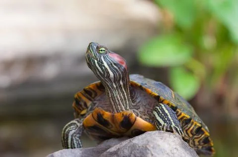 Red-Eared Slider Turtle on a Rock Foto stock