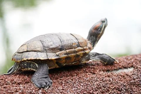 Red Eared Slider Turtle on Rocks Nature Photo Stock Photos