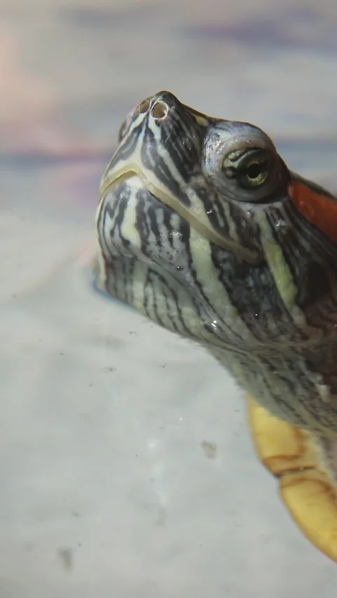 Red-eared slider turtle slowly moving head in clear water Stock Footage 309821789