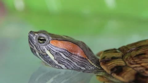Red-eared slider turtle slowly moving head in profile against blurred green Stock Footage 311512555