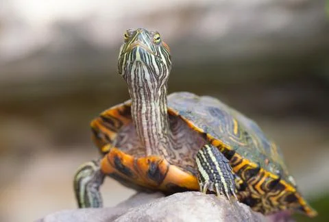 Red-Eared Slider Turtle Stretching Its Neck 스톡 사진