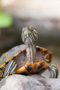 Red-Eared Slider Turtle Stretching its Neck Fotos de archivo
