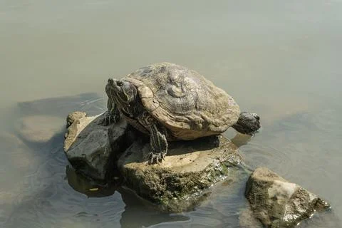 A red eared slider turtle sun bathing itselves on a rock near a pond Stock Photos