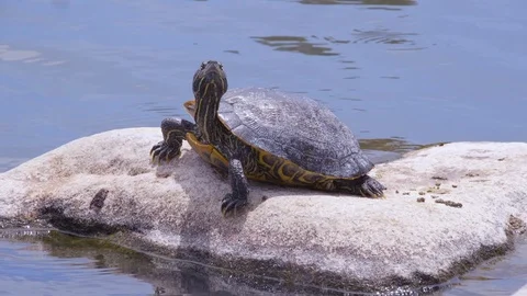 Red Eared Slider Turtle Sunbathes (1) Stock Footage 89644630