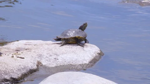 Red Eared Slider Turtle Sunbathes (5) Stock Footage 89645099