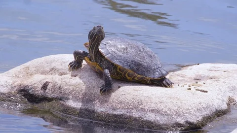 Red Eared Slider Turtle Sunbathes (4) Stock Footage 89645246