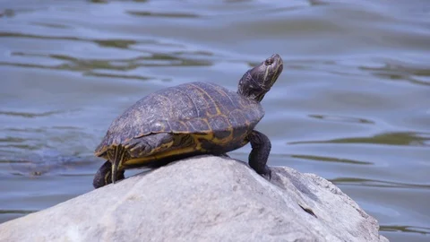 Red Eared Slider Turtle Sunbathes (2) Stock Footage 89645837