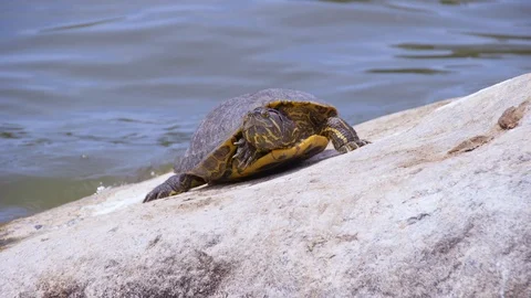 Red Eared Slider Turtle Sunbathes (3) Stock Footage 89647700