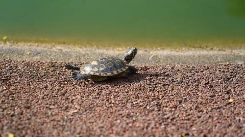 Red-eared Slider Turtle Sunbathing by Green Pond Water Foto stock