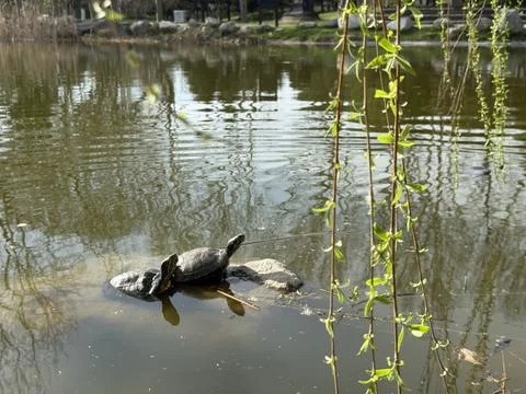 Red Eared Slider Turtle Sunbathing Bursa Turkey Stock Photos