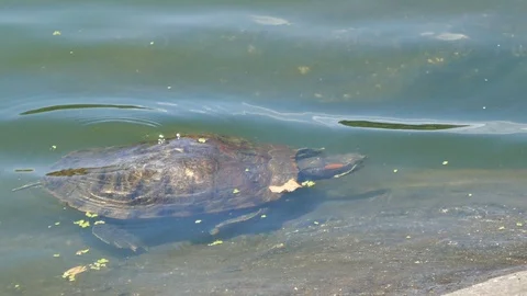 Red-eared slider turtle swimming 4K Stock Footage 118446167