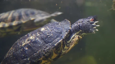 Red eared slider turtle swimming underwater Video stock 132050513