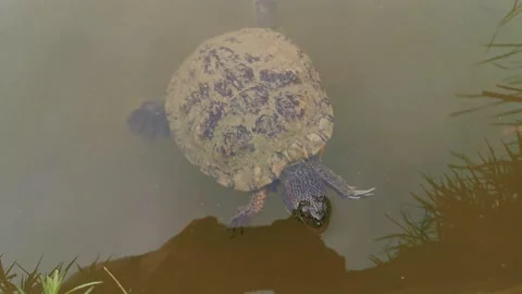 Red-eared slider turtle swimming in the cloudy waters of a Polish lake. 스톡 동영상 138705581