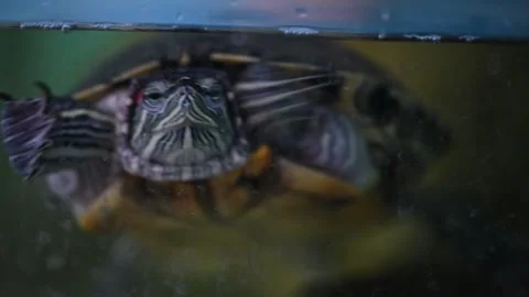 Red eared slider turtle swimming and breathing in aquarium Stockbeeldmateriaal 307514594
