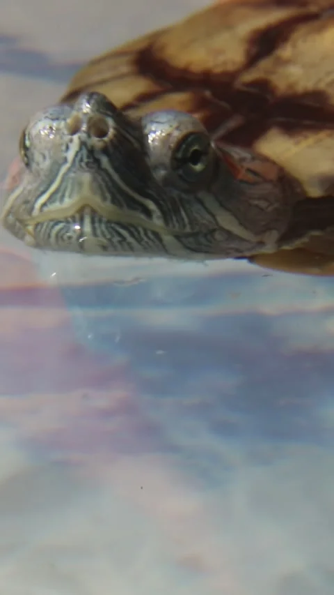 Red-eared slider turtle swimming with graceful side-to-side head movements Video stock 311512596
