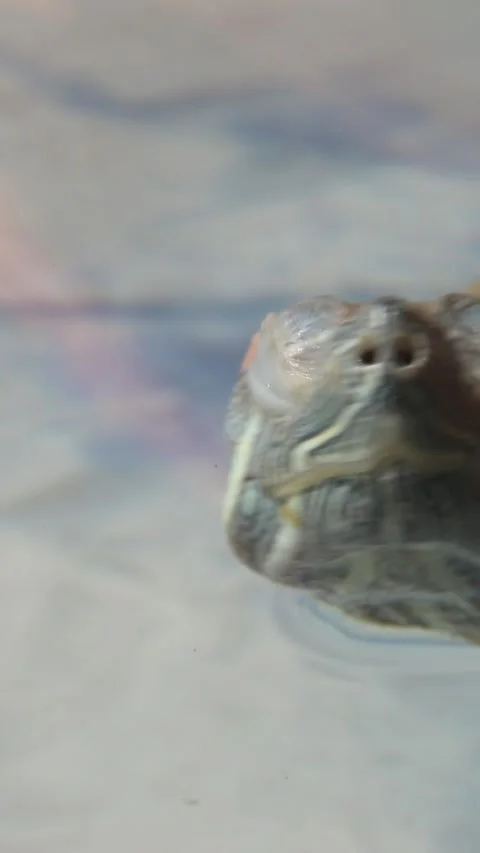 Red-eared slider turtle swimming profile view with distinct shell and markings Stock Footage 313319375