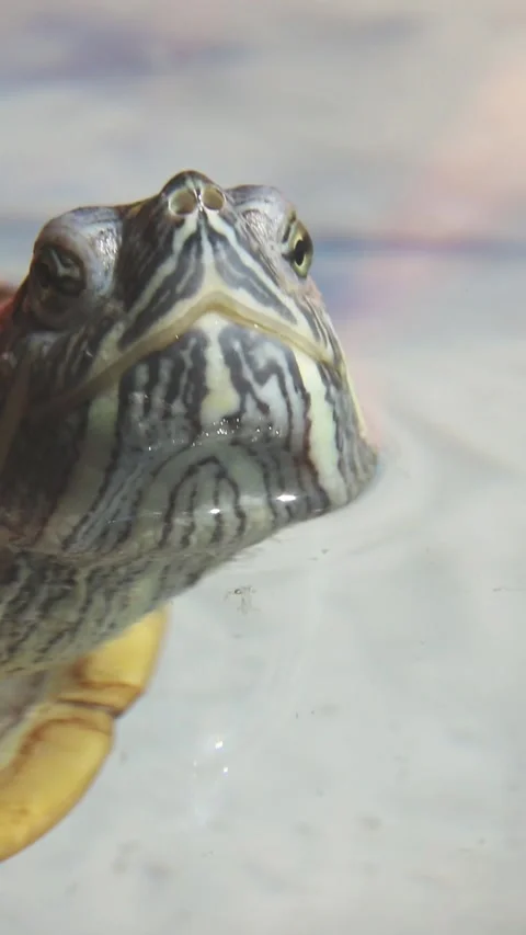 Red-eared slider turtle swimming underwater with gentle head movements Stock Footage 313646890
