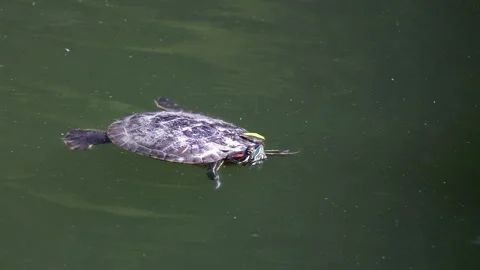 Red eared slider turtle swimming in green pond water 库存影片 333744110